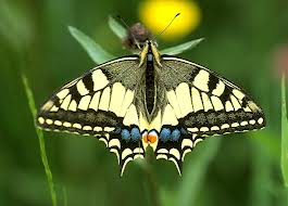 vlinder - Koninginnepage