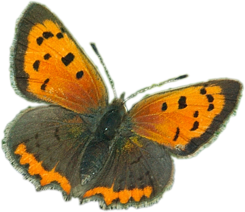 Vlinder